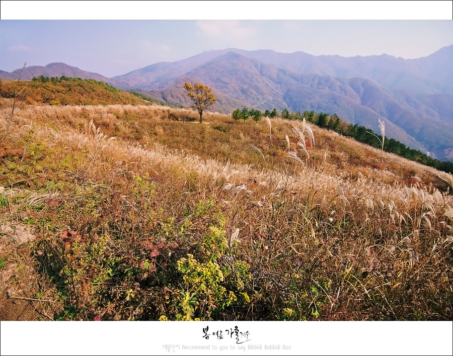 초원화원 이미지
