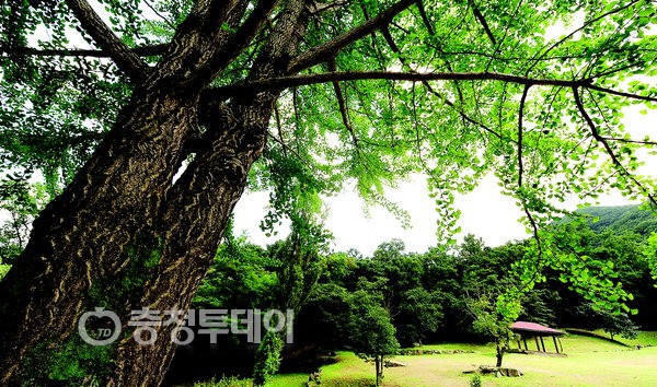 청신 이미지