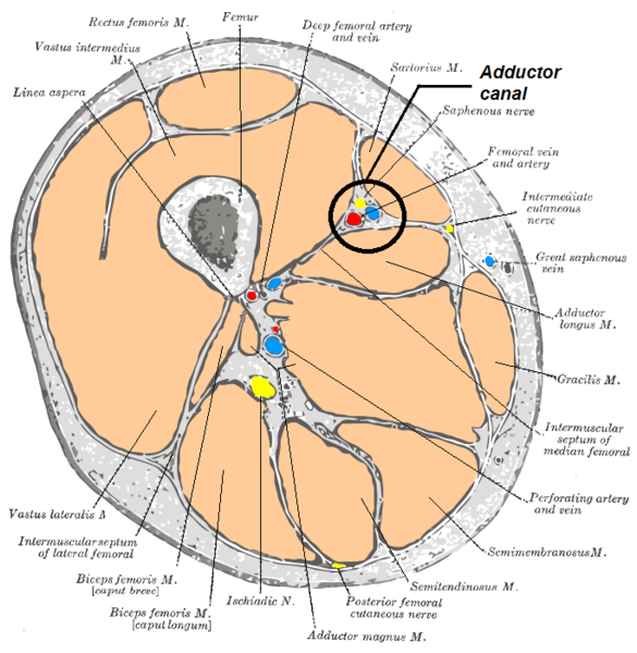 Saphenous nerve block