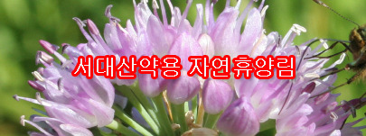 서대산약용자연휴양림 이미지