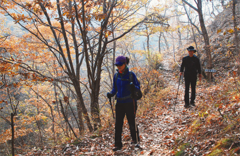 [주말산행코스/충청도의 산] 월이산 551m 