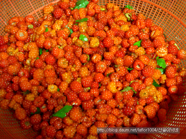 직접 딴 산딸기 맛있게 먹는 방법~~산딸기오미자화채!!~~*^^*