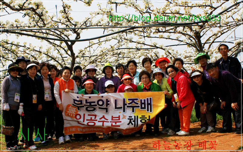 나주 하늘농장 무농약 나주배 인공수분 체험 배꽃축제를 찾아서...2012. 4월.
