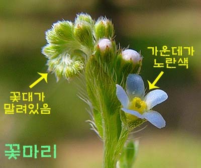 들풀 이미지