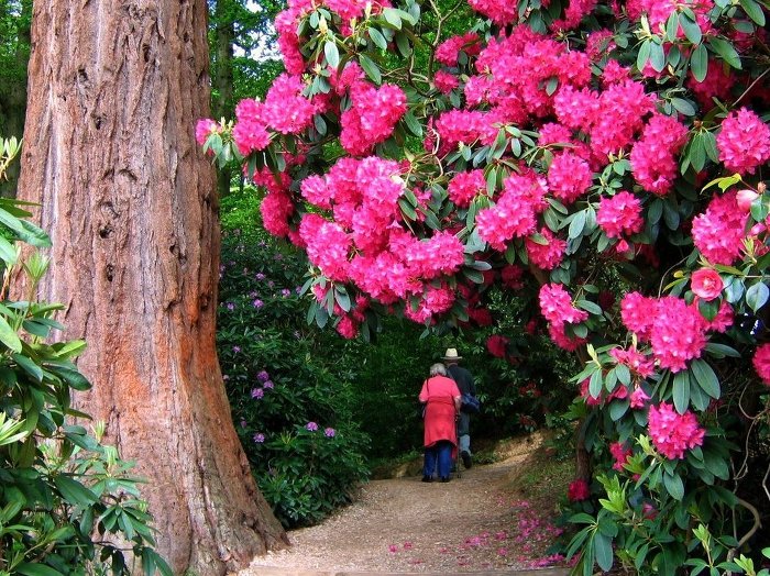 204E69414FD52C74037037