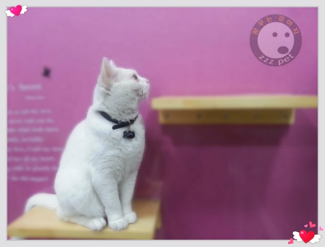 꿈꾸는강아지 마스코트 히트~~~♥♥♥♥