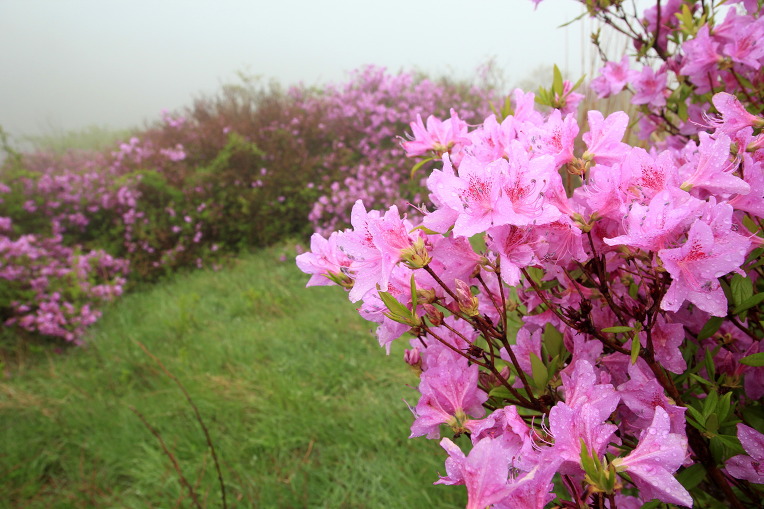 * 지리산 바래봉 산행기 