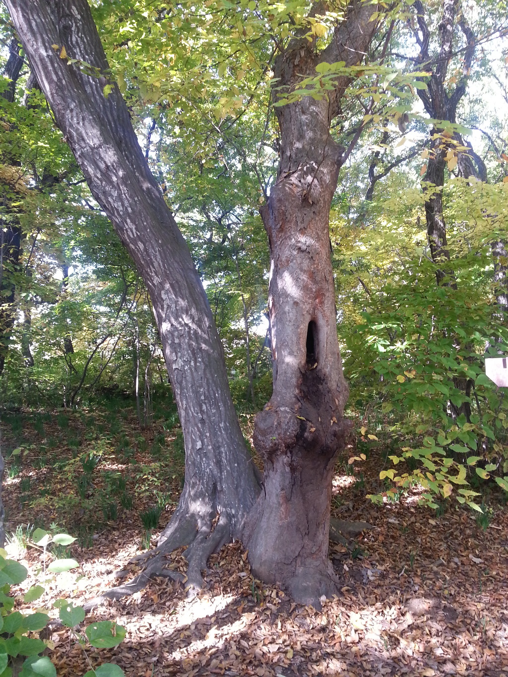 지리산 둘레길 4구간과 함양 상림공원(14.10.25~10.26)