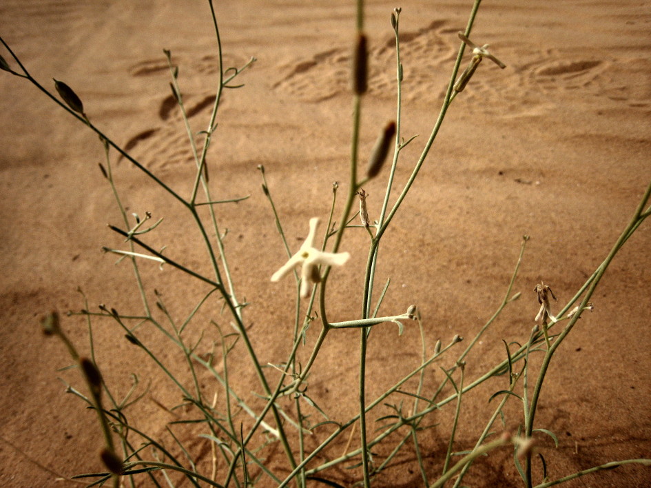 사막가지냉이 Farsetia aegyptia Turra