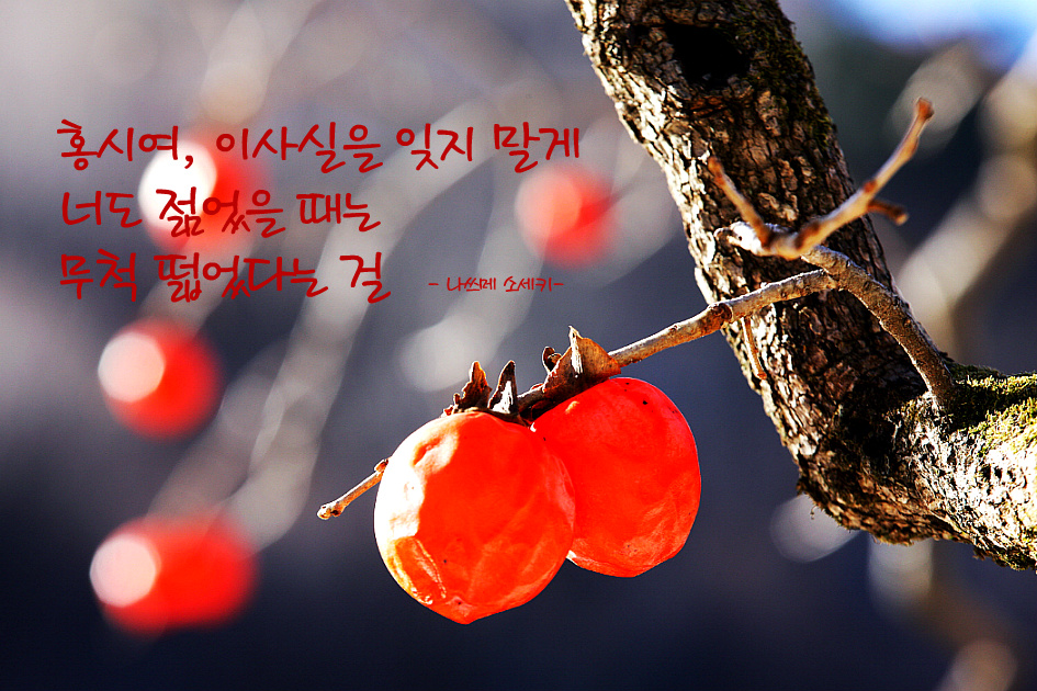 홍시여, 이사실을 잊지 말게 너도 젊었을 때는 무척 떫었다는 걸.- 나쓰메 소세키-