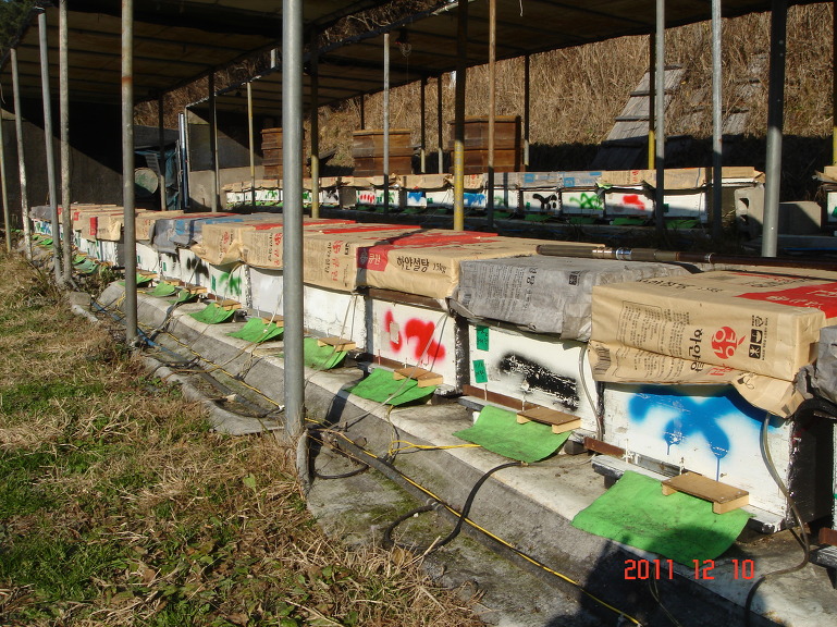 벌꿀은 무조건 좋다