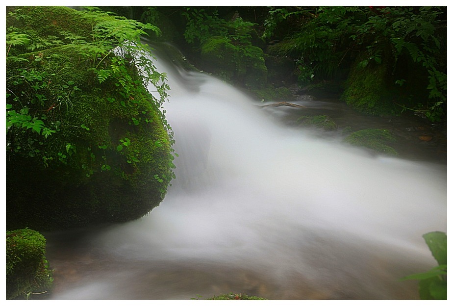 태고의 신비감이 느껴지는 이끼계곡