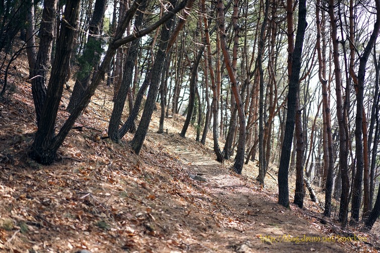 노루귀