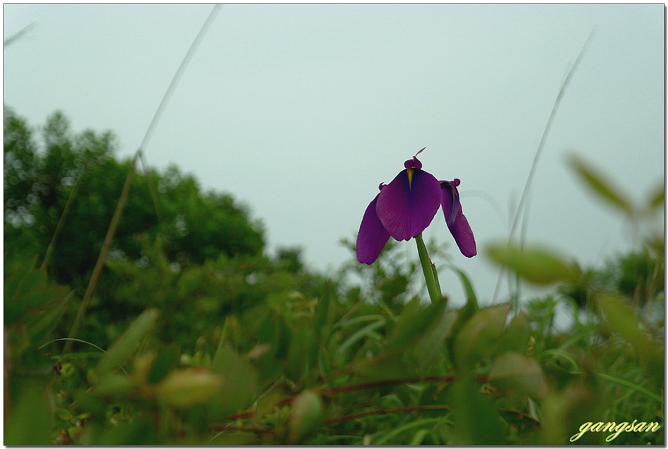 자주빛 매혹적인 꽃창포