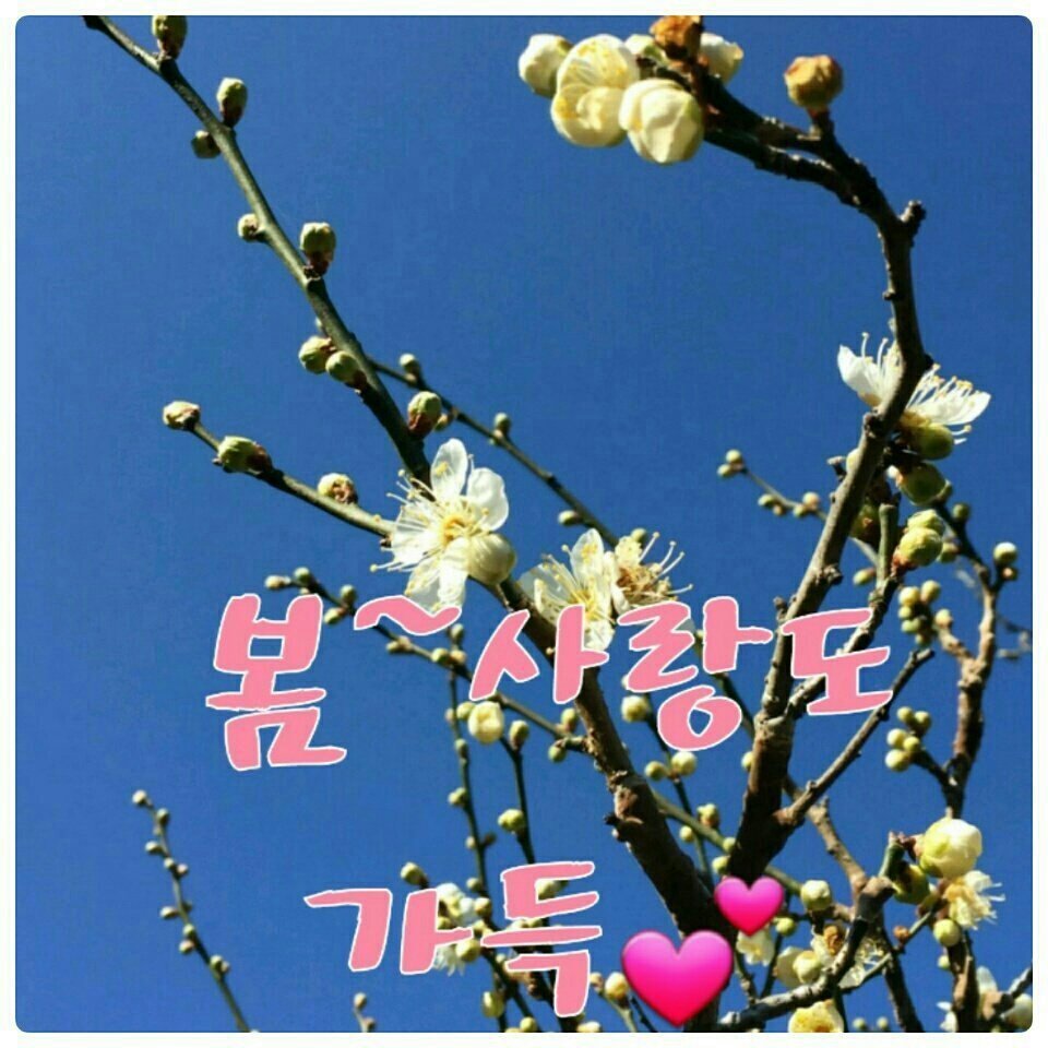 봄이  소식  전합니다