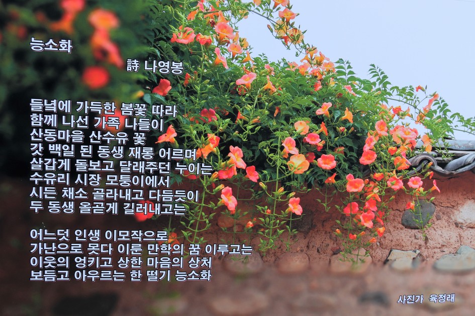 능소화     (나영봉) 