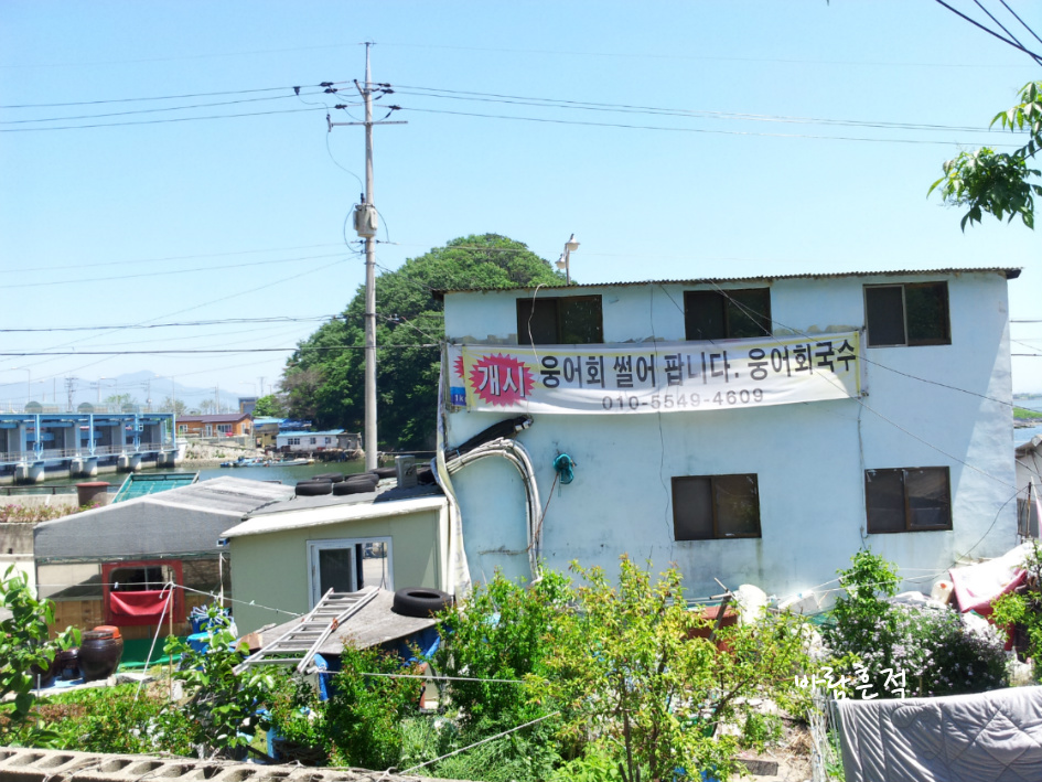 5~6월에만 맛볼수 있는 최고의 국수는?  봄 손님 웅어로 요리한 부드러운 웅어회국수 !
