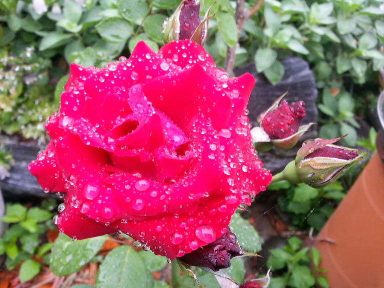 지방선거 결과(영천시)