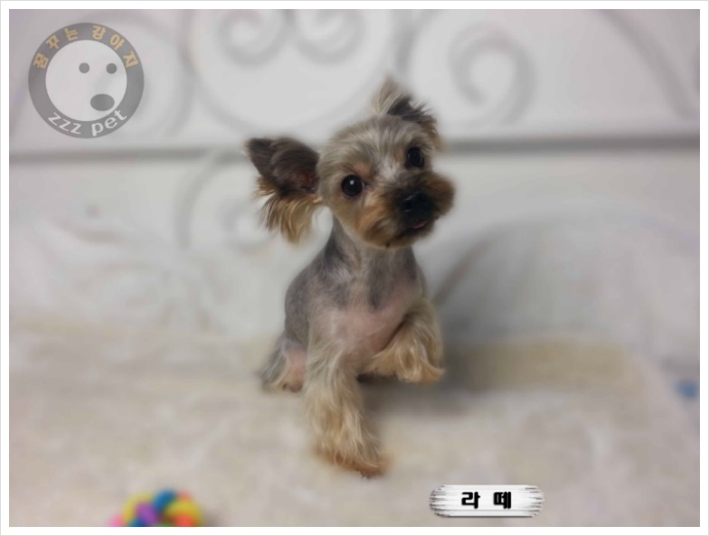 요크셔테리어<Yorkshire terrier>미용 "대전애견미용_가위컷전문"