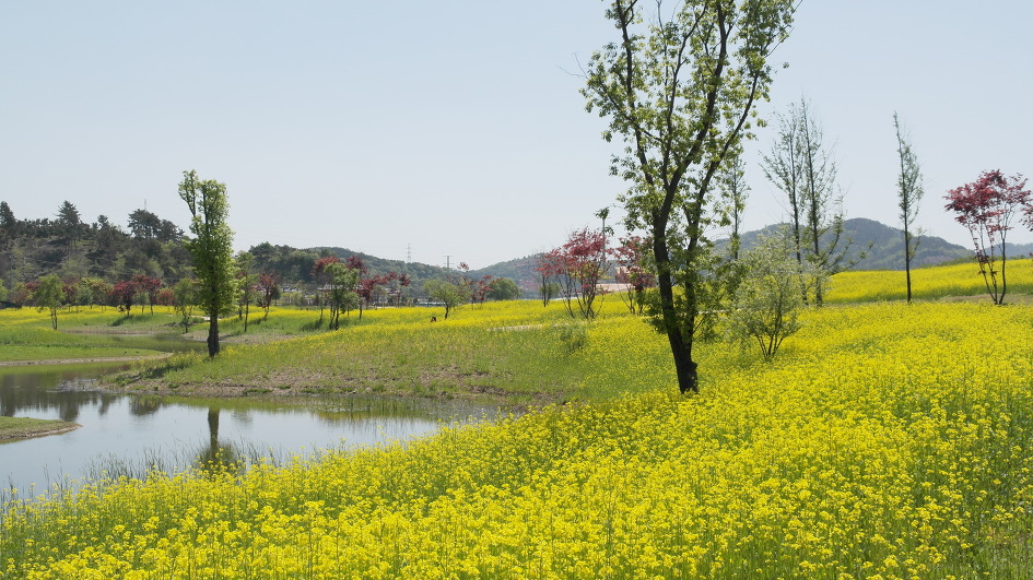순천만정원 꽃구경 한번 더...