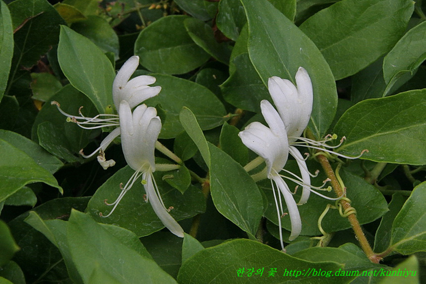 터키 야생화(1)-한강의 꽃
