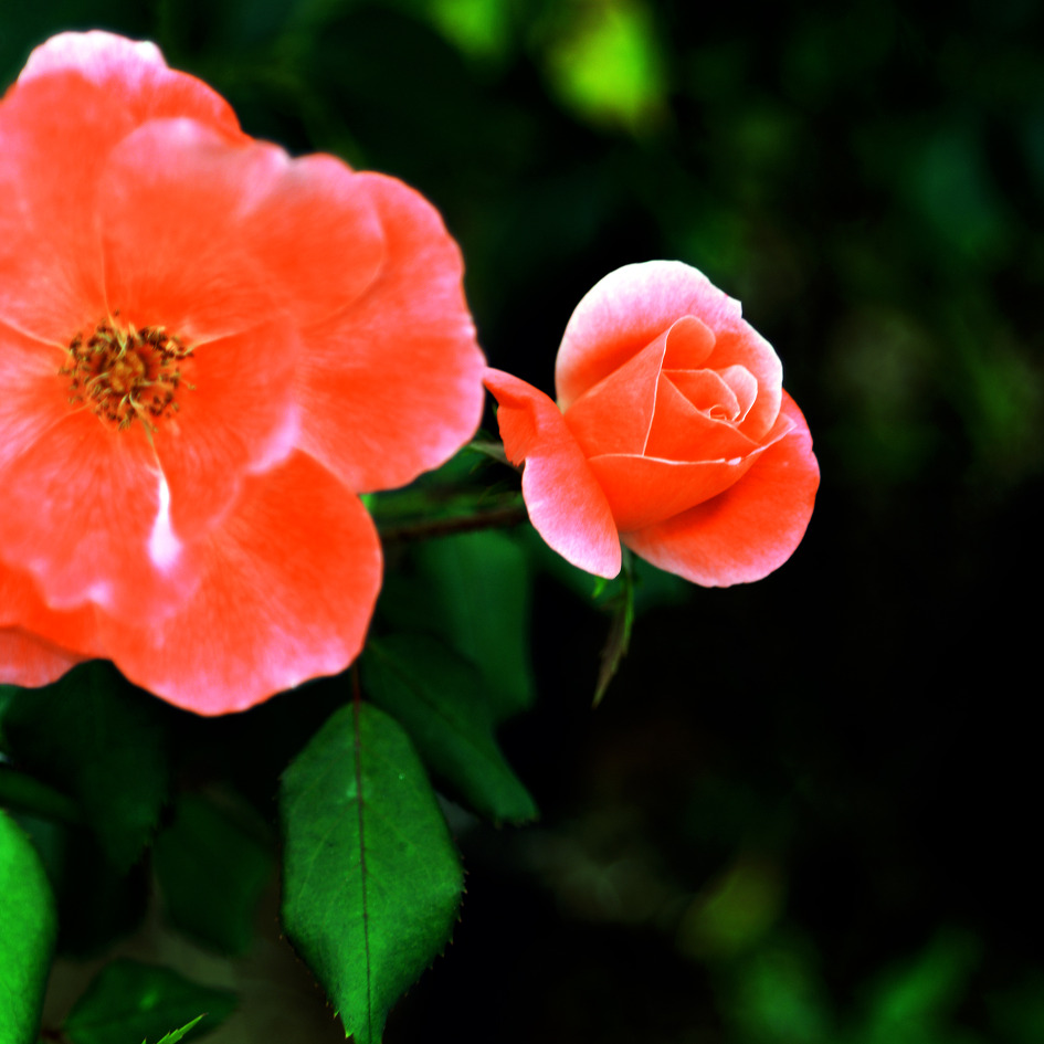 Rose- Git