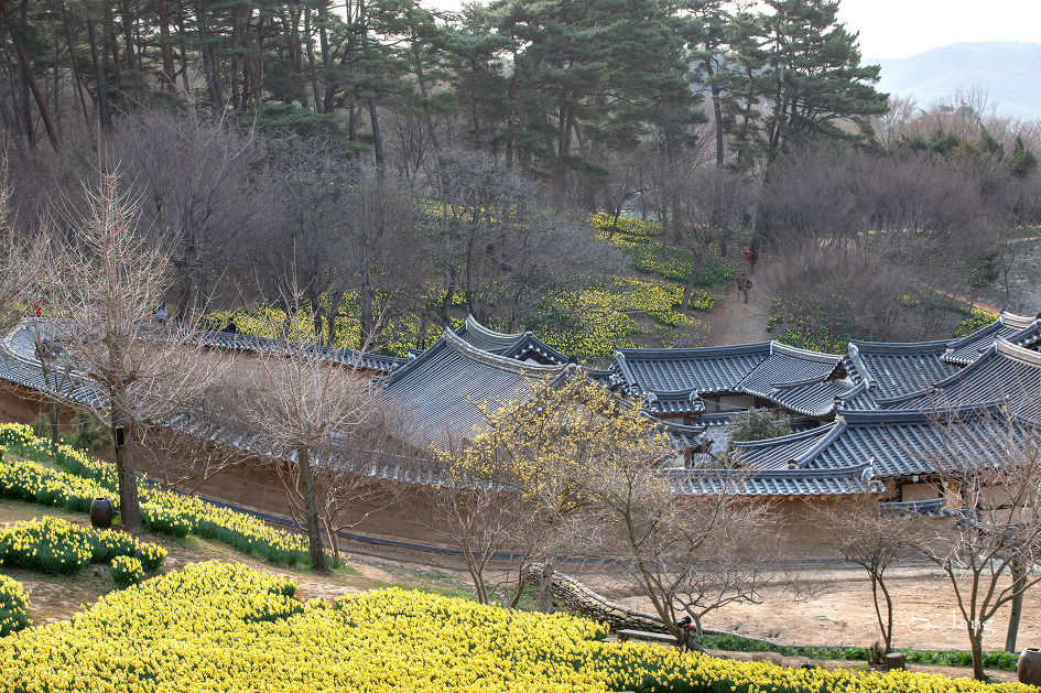 서산 유기방 가옥 수선화