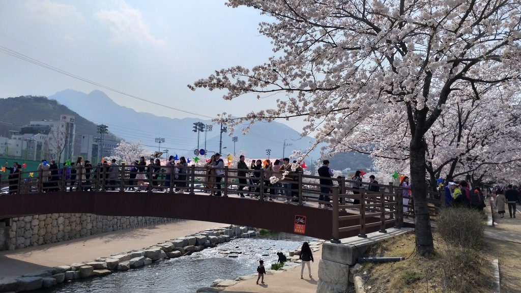 벚꽃따라걷는길