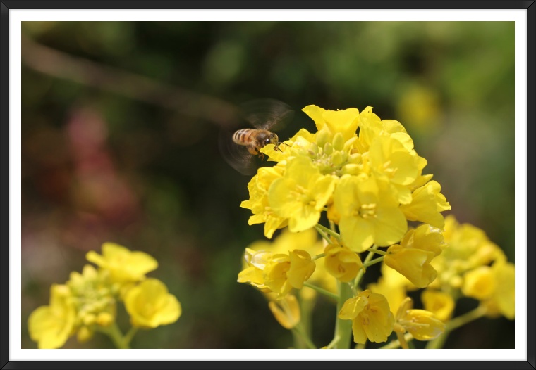 벌 과 유채꽃