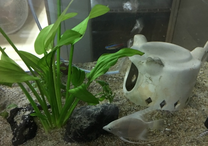 [취미] 열대어 어항 관리법