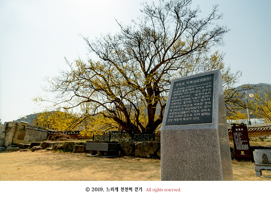 구례 현천마을의 노란 봄빛과 천년의 나무 계척마을 산수유시목지
