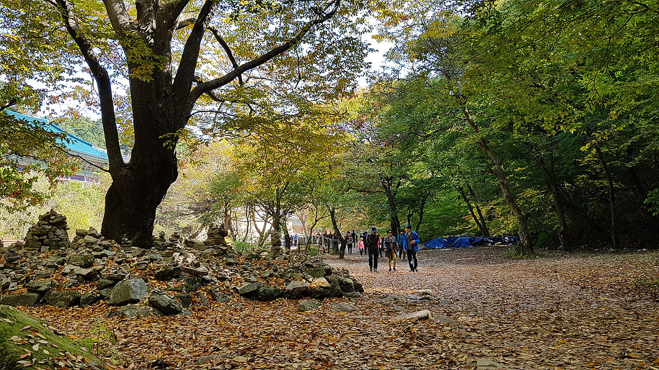 계룡산의 가을 정취에 빠져들다.