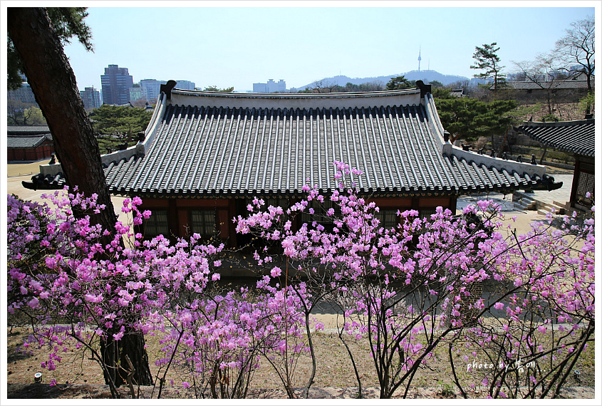 창경궁의 봄 풍경... 2019, 04, 04