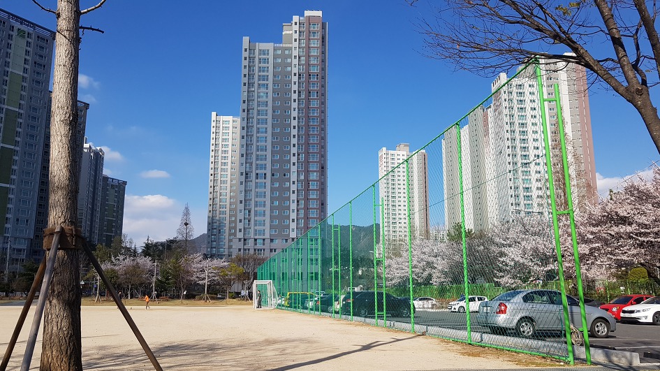 벗꽃이 드디어 창원에 피고 있네요!