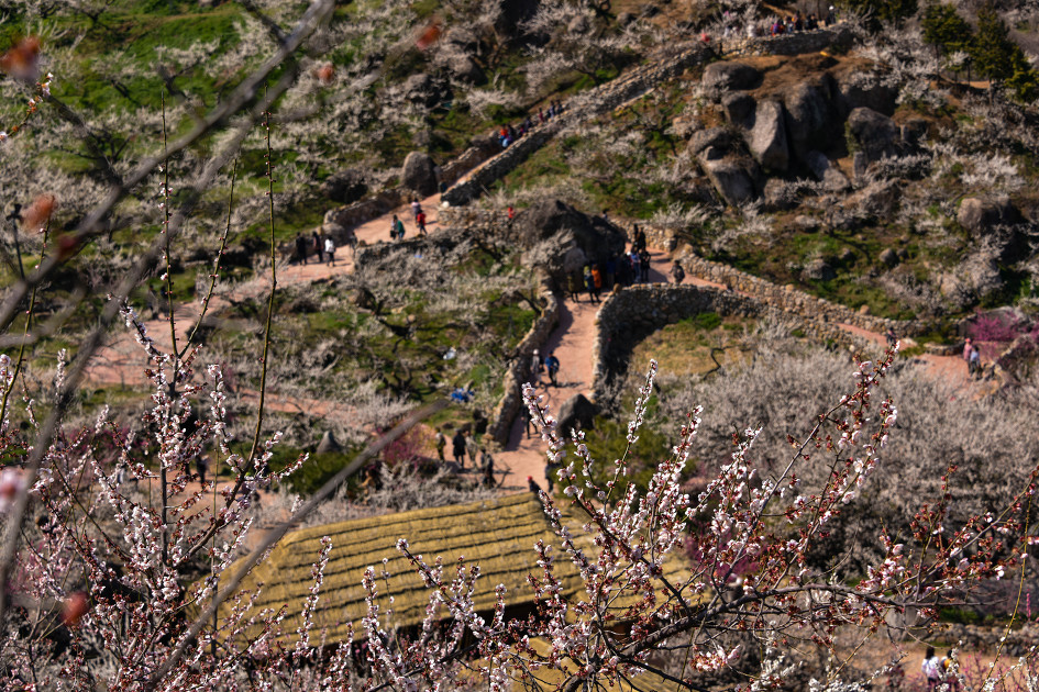 매화마을