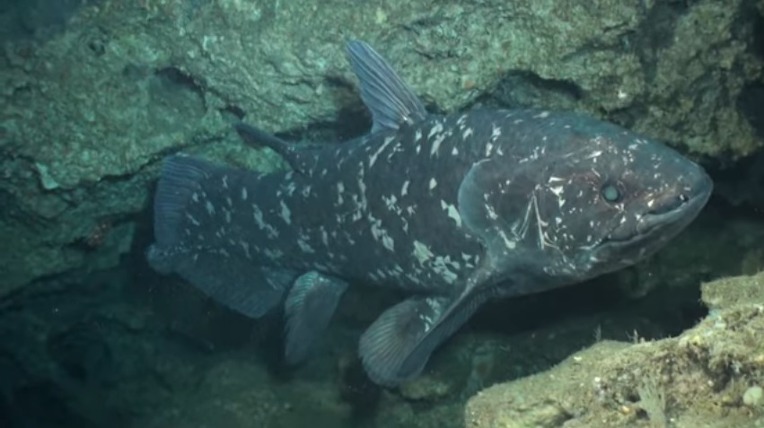 살아있는 화석 물고기 실러캔스(Coelacanth) 