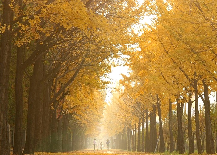 은행나무 가로수