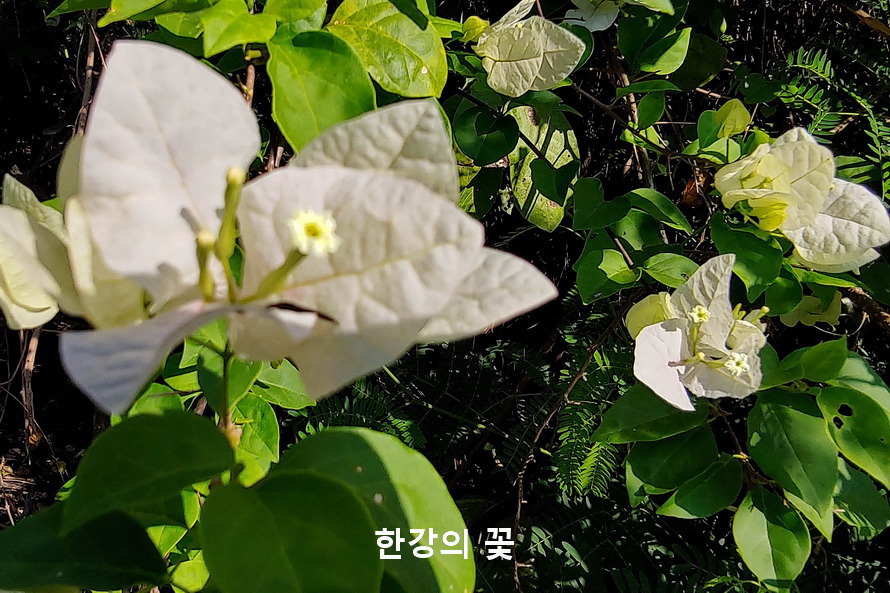 부게인빌레아