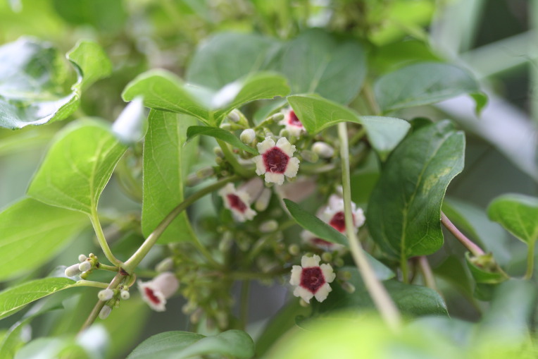 꽃이 희고 너무 작아 앙증맞은 꽃 계요등(鷄尿藤)