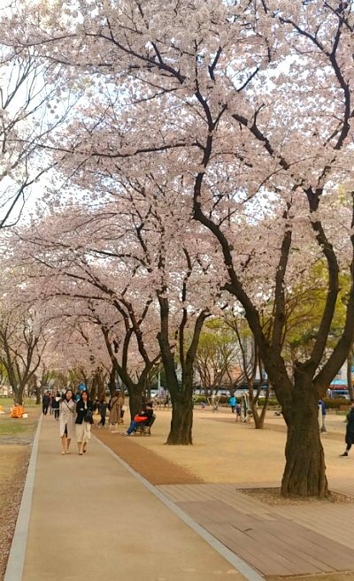 벚꽃이 흐드러진 동촌 유원지...