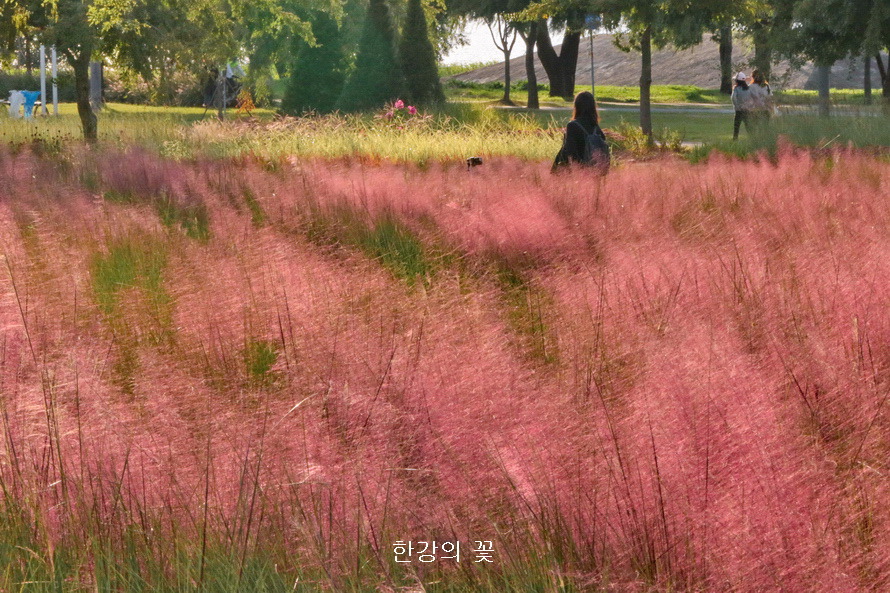 핑크 뮬리 그라스(Pink Muhly Grass)