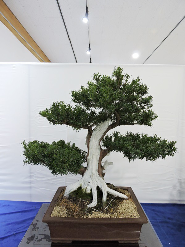 사단법인 전남분재 예술인협회 제 3회 분재전시회 ,,,