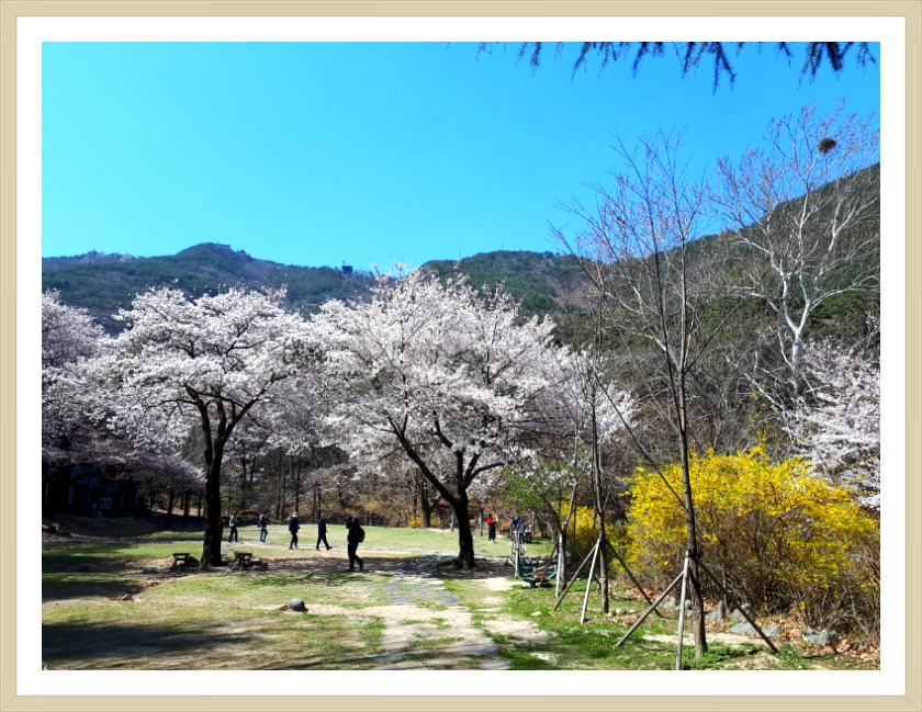April Fool's Day 만우절 날 벗꽃천국 앞산공원 시인의 길을 걷다~~**