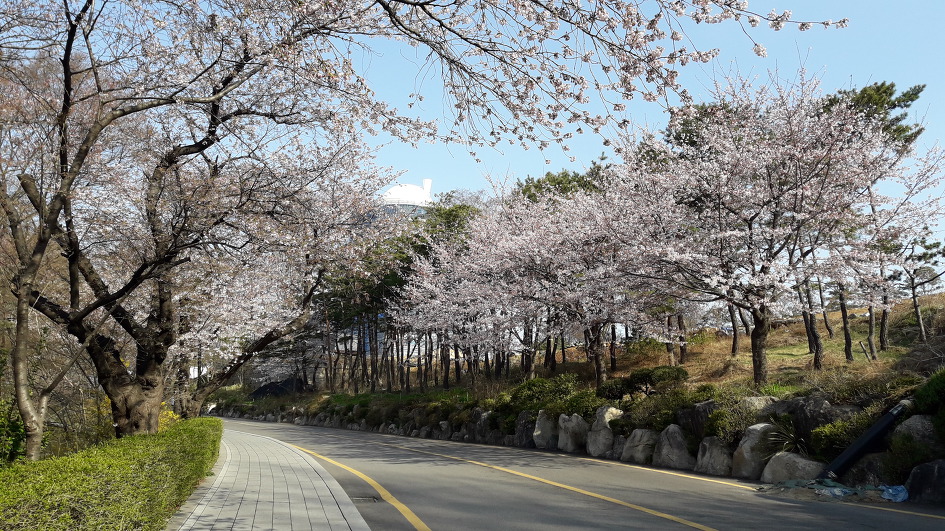 벗꽃이 활짝핀 남산