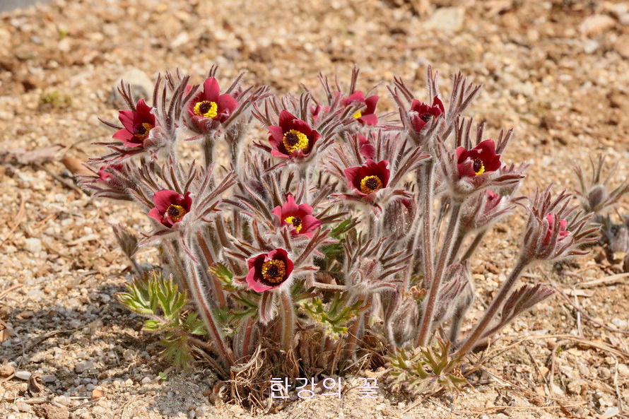 동강할미꽃