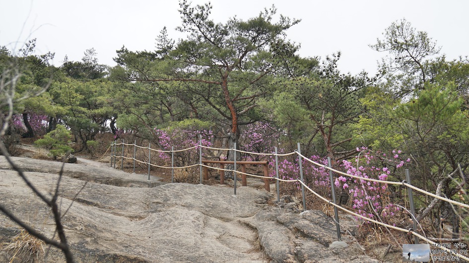서대문,안산 & 인왕산...개나리,진달래가 흐드러지게 피어있고~