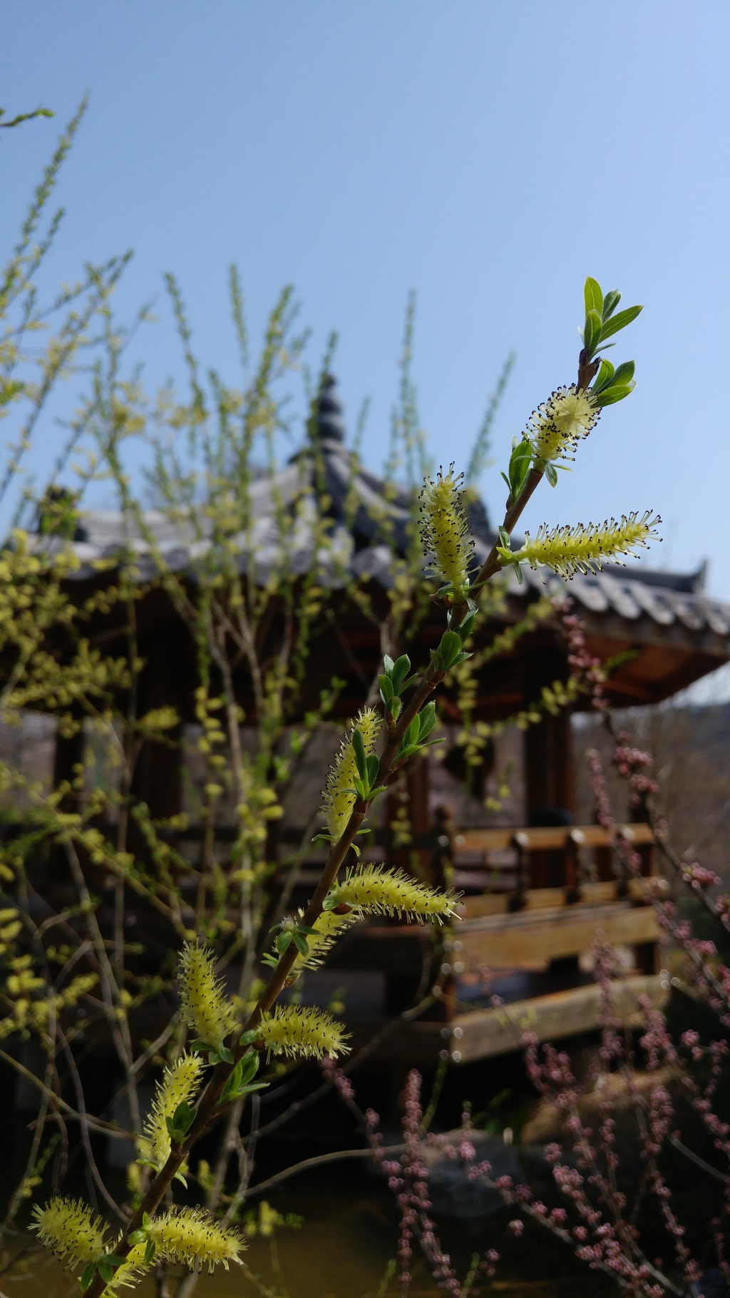 구미에코랜드_산동 참 생태숲 봄꽃