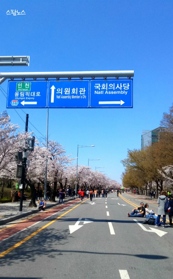 벚꽃구경(여의도 윤중로)