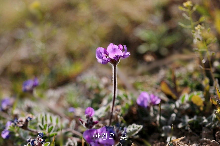 애기자운(털새동부)