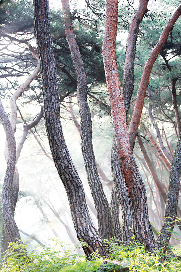 [삼릉소나무의 매력] 빛이 좋은 현충일 아침, 삼릉솔숲은 황홀하다 / 토함